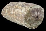 Triassic Woodworthia Petrified Log - Zimbabwe #89323-1